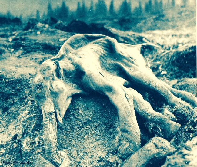 The body of a dead mammoth.