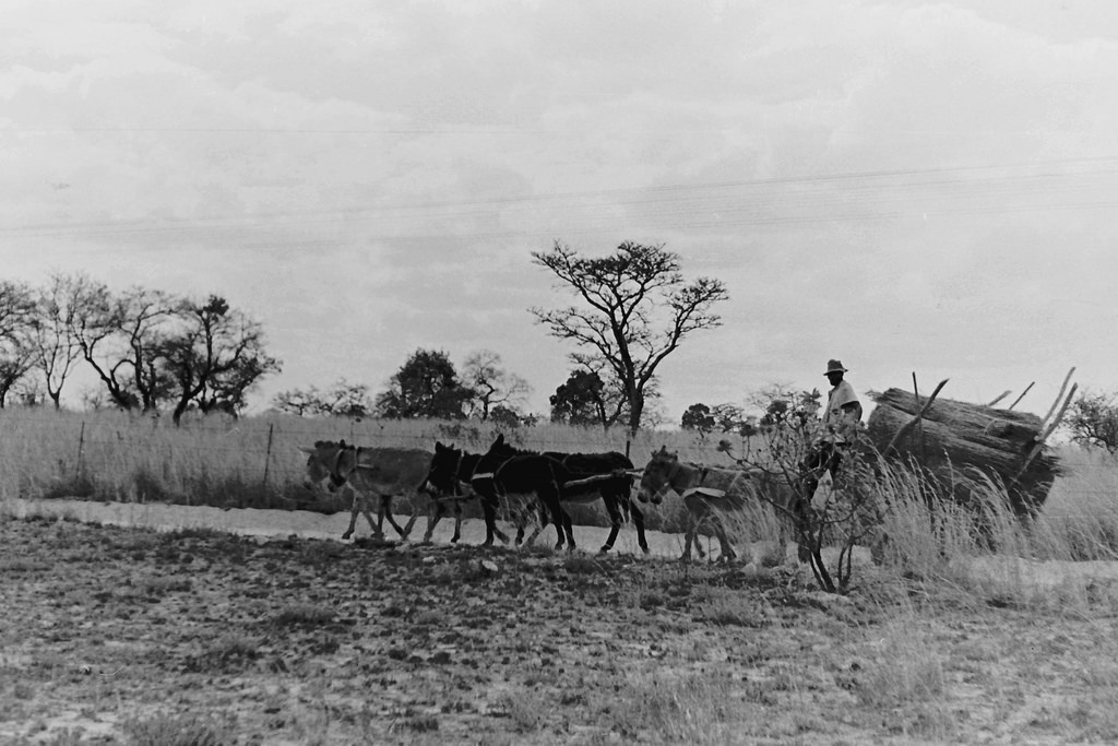 A man with a cart pulled by donkeys.