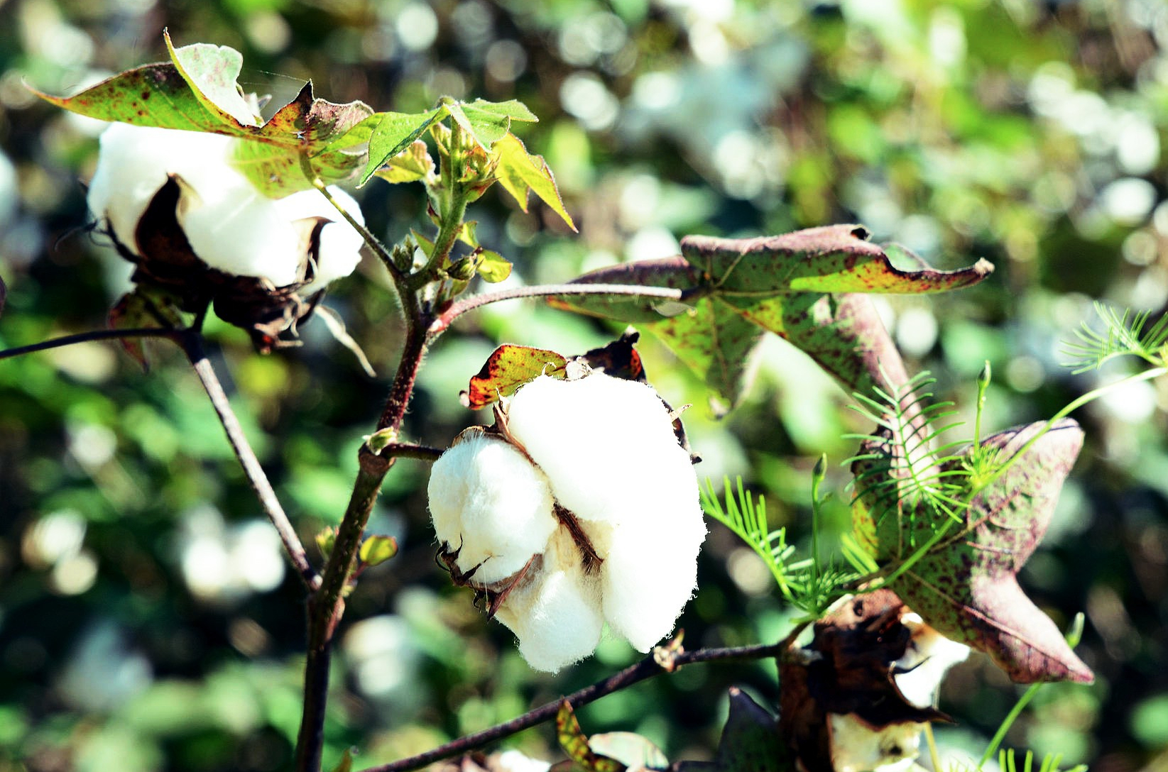 Cotton Plant.